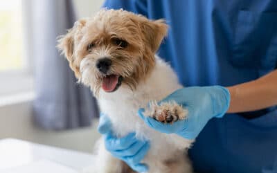 What Is Integrative Veterinary Medicine? Blending Holistic and Conventional Care for Your Pet