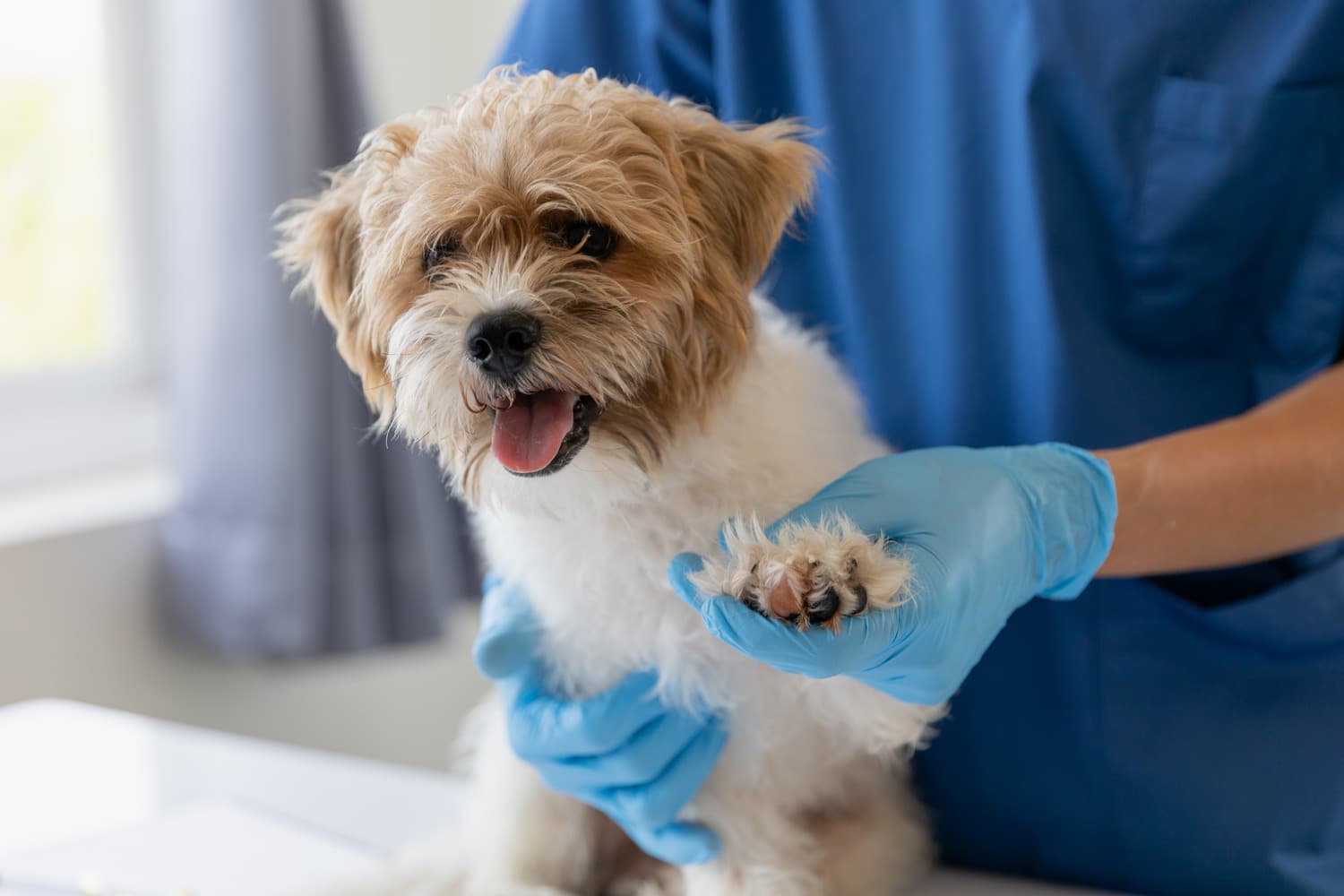 Dog goes to see an Integrative Veterinarian in Columbia SC